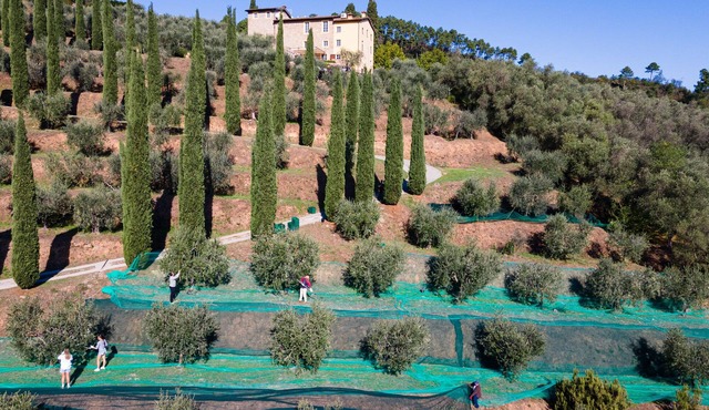 Luxury Tuscan villa close to Lucca, Pisa & Florence w/stunning saltwater pool