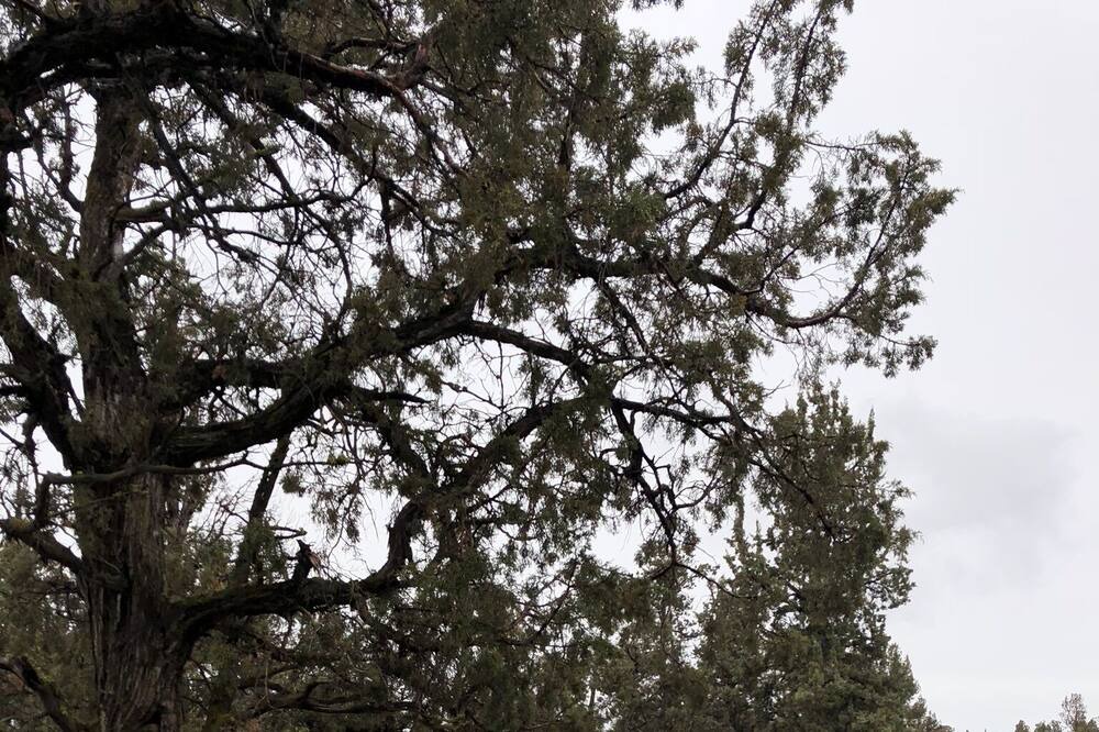 Photo of Outdoor in Crooked River Ranch