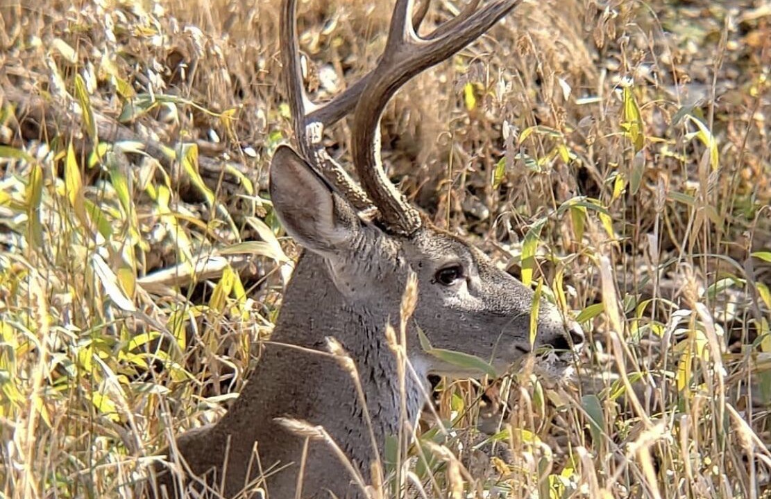 Photo of Outdoor in Kerrville