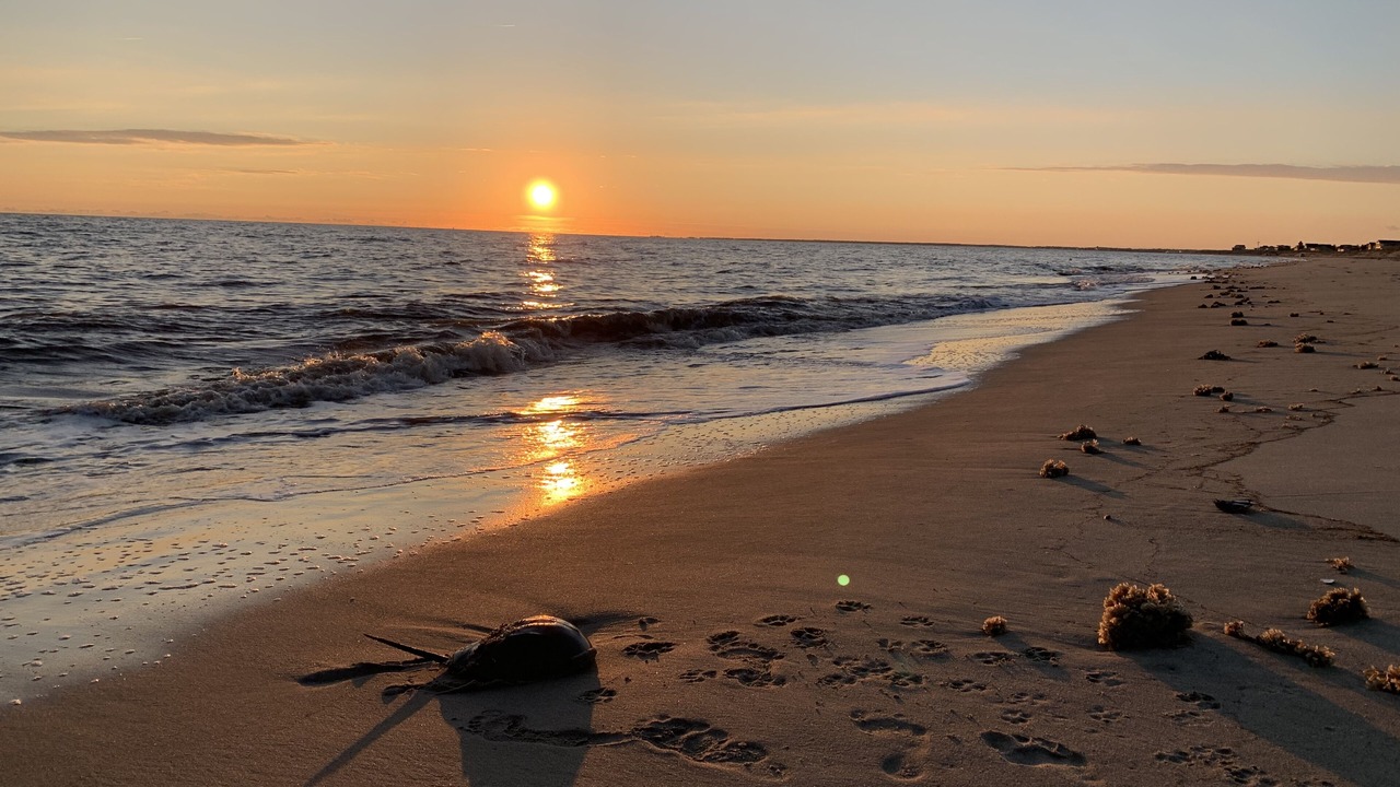 Photo of Others in Broadkill Beach