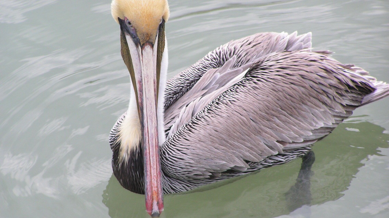 Photo of Others in South Padre Island