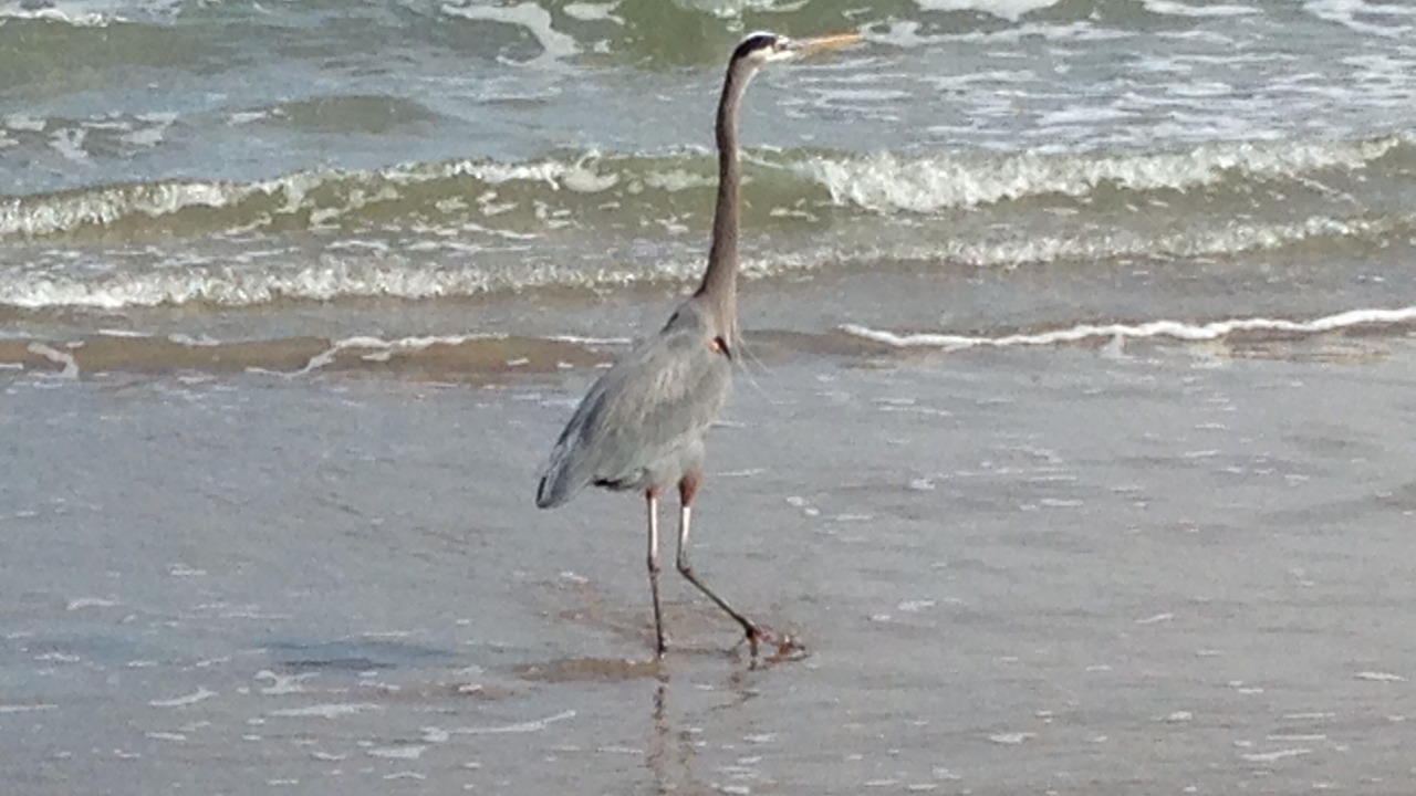 Photo of Others in South Padre Island