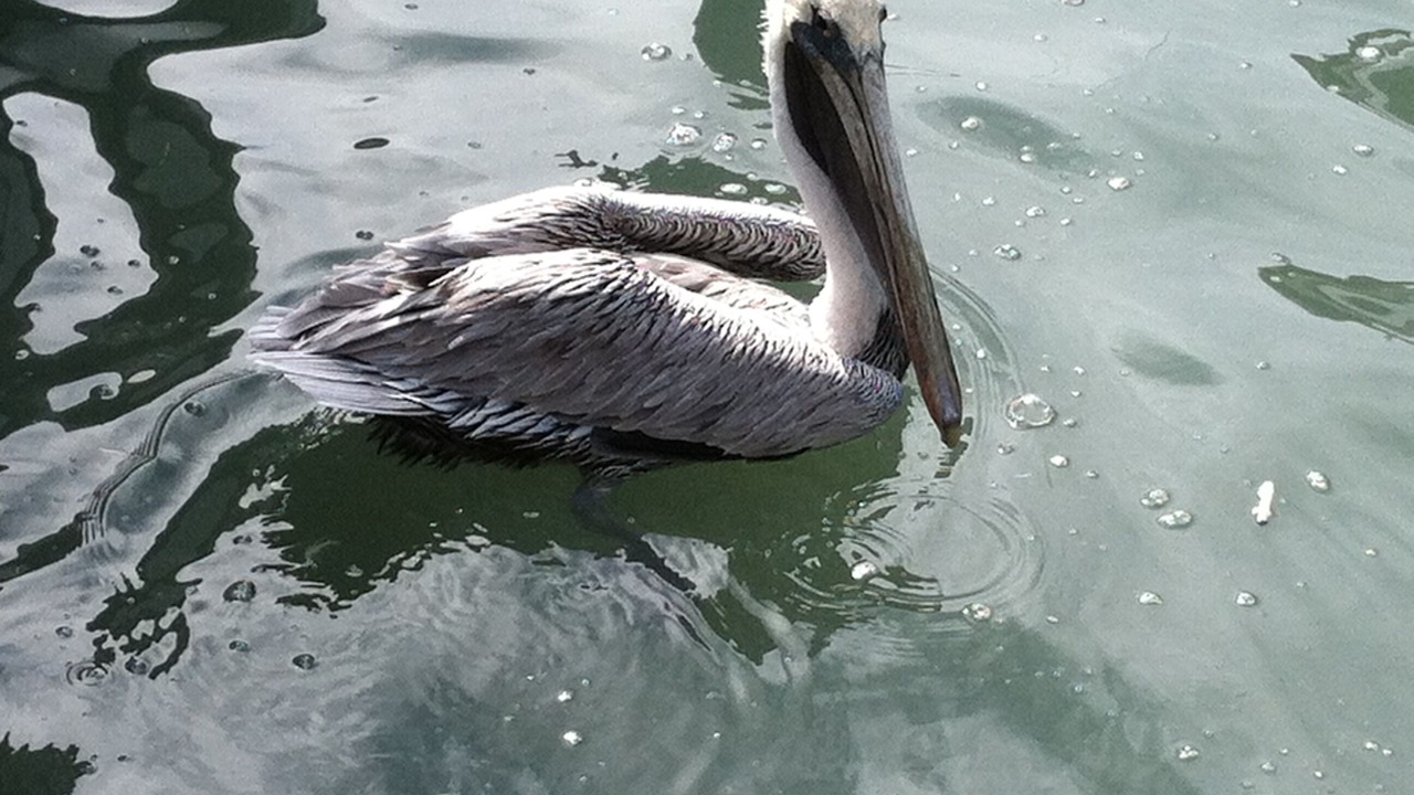 Photo of Others in South Padre Island