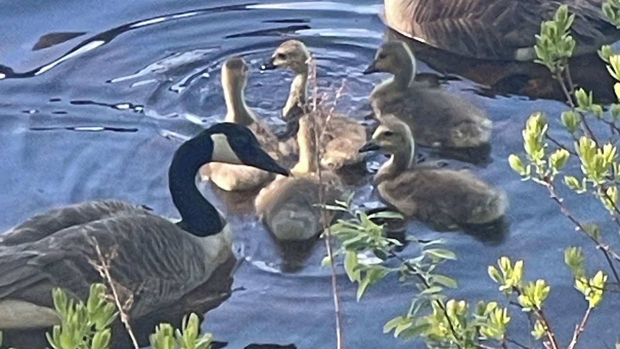 Photo of Others in Orland